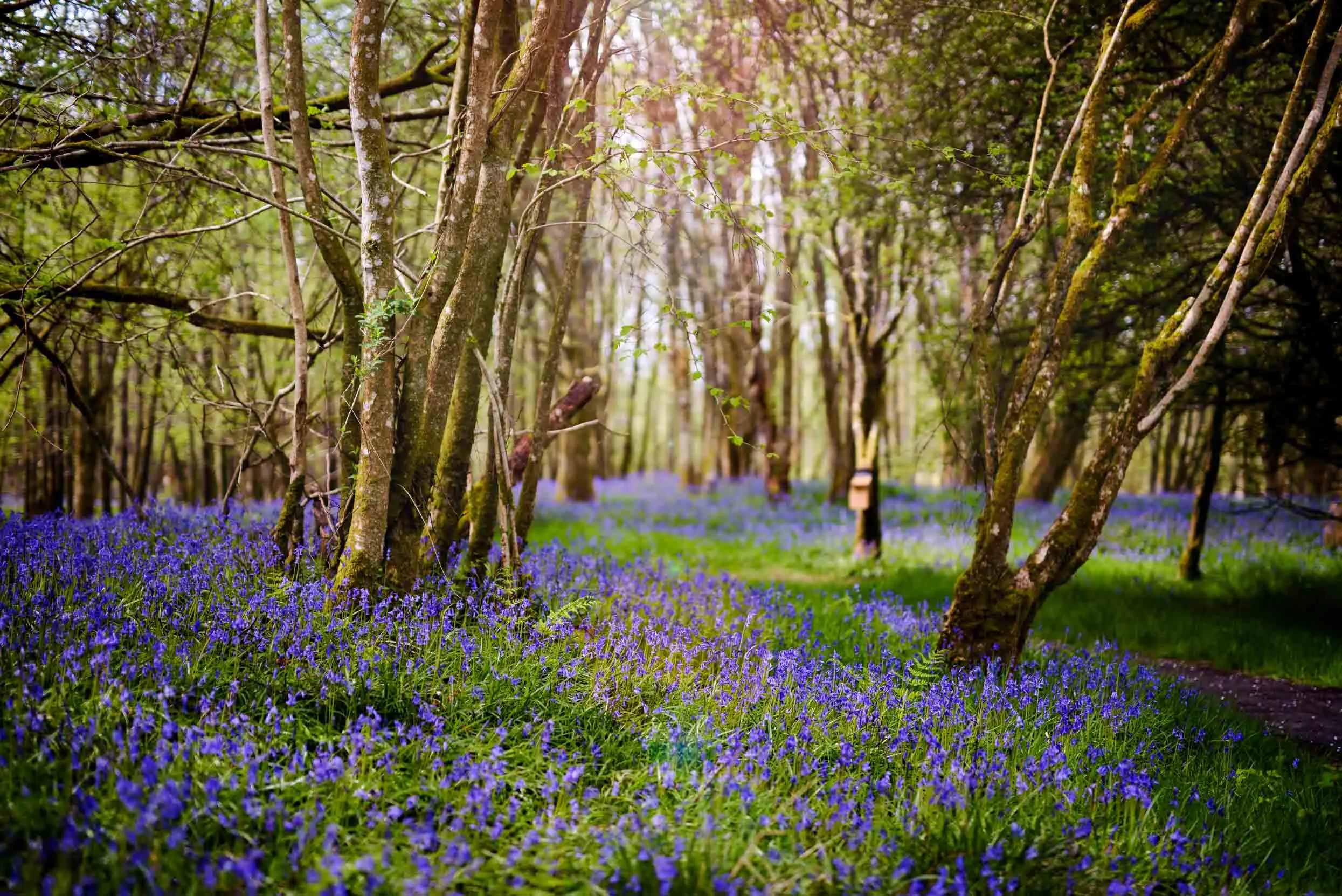Bluebells cover the woodland floor surrounded by tall trees.